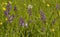 Green-winged Orchid Meadow