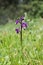 Green-winged orchid, Orchis morio