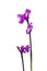 Green-winged Orchid - Orchis morio