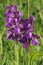 Green-winged Orchids