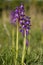 Green-winged Orchids