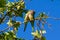 Green-winged parrots perched on a tree branch. small birds. tropical birds. invasive birds.