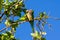 Green-winged parrots perched on a tree branch. small birds. tropical birds. invasive birds.