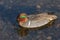 Green Winged Teal