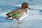 Green-winged Teal - Anas carolinensis