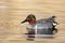 Green-winged Teal Duck Swimming in Golden Pond