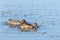 Green winged teal ducks, male and female searching for food on a lake