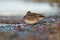 Green winged teal resting at lakeside