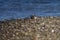 Green winged teal resting at lakeside