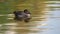 Green winged teal swimming around in a lake in the morning light