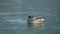green winged teal swimming around in a lake in the morning light