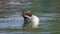 green winged teal swimming around in a lake in the morning light