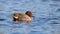 Green Winged Teal Swimming on Blue Water