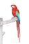 Green Wings Macaw with clipping path