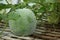 A green winter melon on the vine