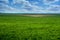 Green winter wheat, early spring with beautiful sky