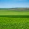 green winter wheat field, agrarian land