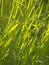 Green wire grass texture