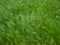 Green wire grass texture