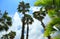 green wonderful palm trees on blue sky background. Aruba island