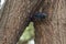 Green wood hoopoe Phoeniculus purpureus near passerine tropical Phoeniculidae Kenya Amboseli with catch lizard