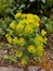 Green Wood Spurge Flower