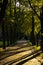 Green wood trunk shadow silhouettes on a walking path in a park