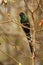 Green Woodhoopoe - Phoeniculus purpureus  near-passerine tropical bird native to Africa, family Phoeniculidae, the wood hoopoes,