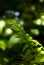 Green Woodland Fern