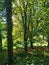 Green Woodland Landscape and Trees, Guernsey Channel Islands