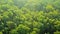 Green Woodland - overhead view of treetops on sunny weather above forest - Zoom in spin drone shot