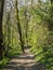 Green woodland path along the North Devon Coastal Path, near Bideford in spring 2020. Beautiful Nature trail, walk.