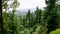 green woodland in Vosges Mountains in Alsace