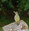 Green Woodpecker