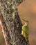 Green Woodpecker