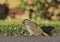 Green Woodpecker chick