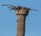 Green woodpecker on dead Palm Tree