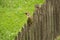 A green woodpecker in a garden