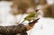 Green Woodpecker on a log