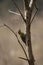 Green woodpecker perched atop a branch of a tree in a peaceful outdoor setting