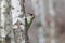 Green woodpecker perching on birch trunk with blurred background