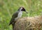 Green woodpecker searching for insects