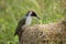 Green woodpecker searching for insects