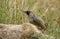 Green woodpecker searching for insects