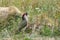 Green woodpecker searching for insects