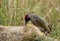 Green woodpecker searching for insects