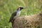 Green woodpecker on a straw bale
