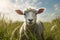 green wool animal sun lamb meadow grass farm sheep field. Generative AI.