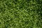 Green wool carpet close-up. Soft loop pile surface