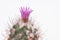 Green woolen cactus with violet flower